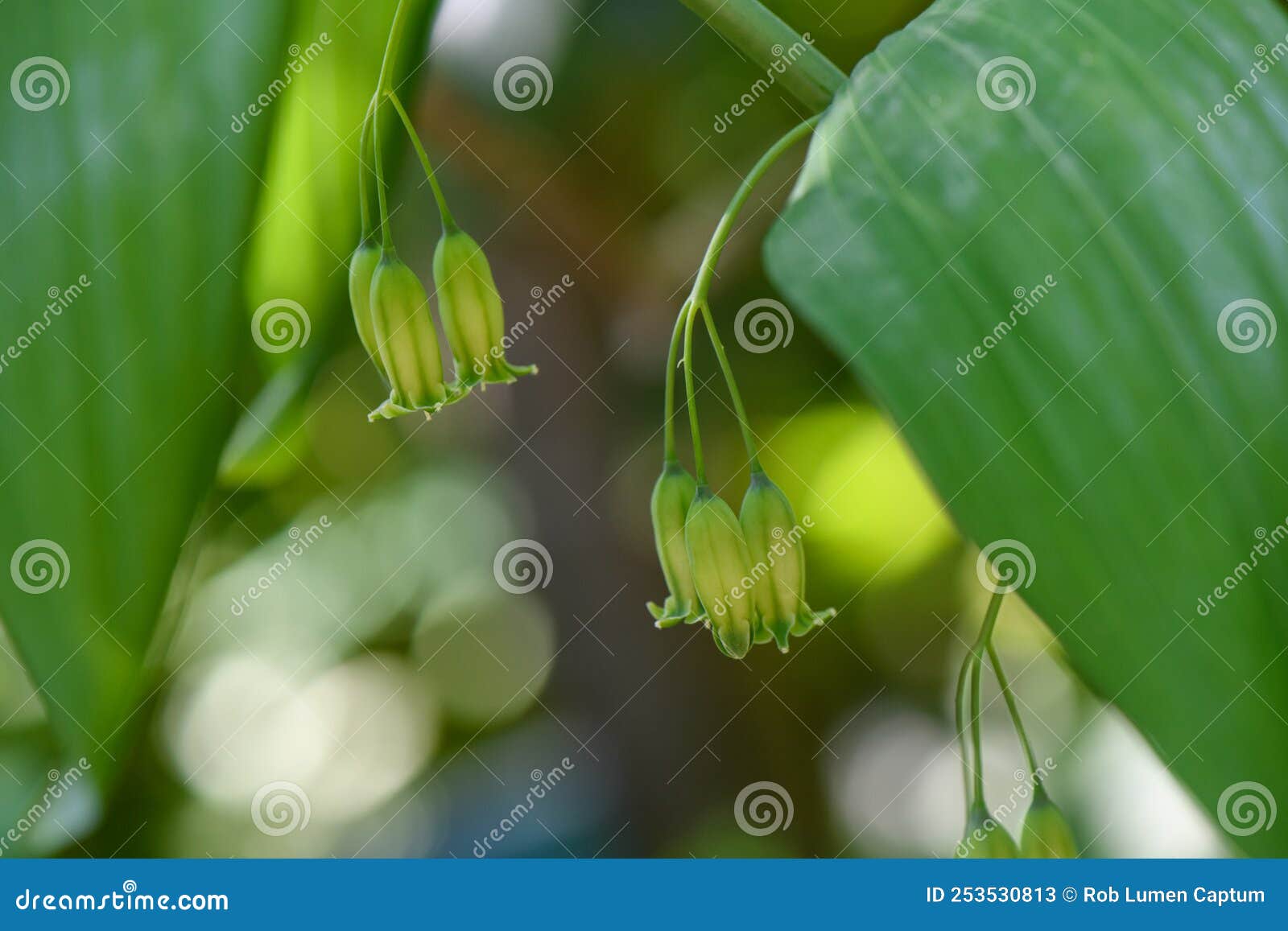 hairy solomons seal polygonatum pubescens bell-d flowers in pale yellowish green
